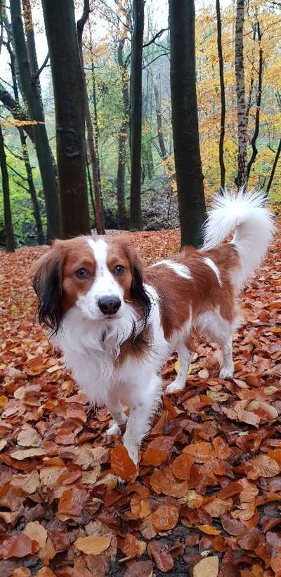 Kooikerhondje-Beitrag-Bild