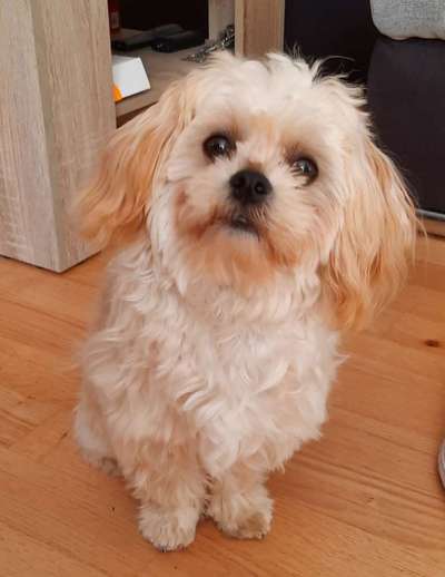 Zeigt her eure Pudel und Pudelmischlinge (:-Beitrag-Bild