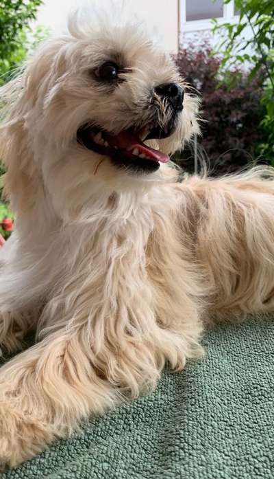 Dogorama Photo Challenge - Einmal lächeln bitte-Beitrag-Bild