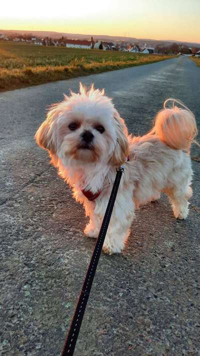 Dogorama Photo Challenge - Der Frühling kommt-Beitrag-Bild