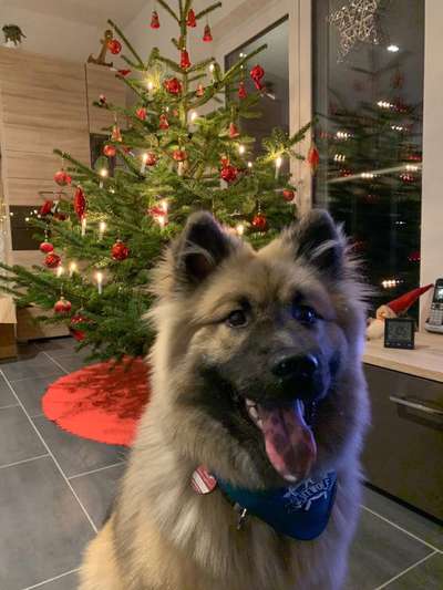 Weihnachtsfoto Aktion!-Beitrag-Bild