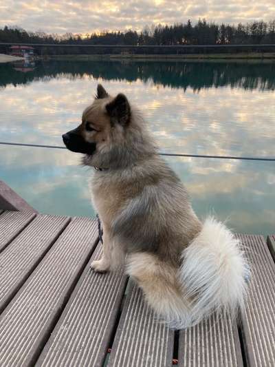 Eurasier hier?-Beitrag-Bild