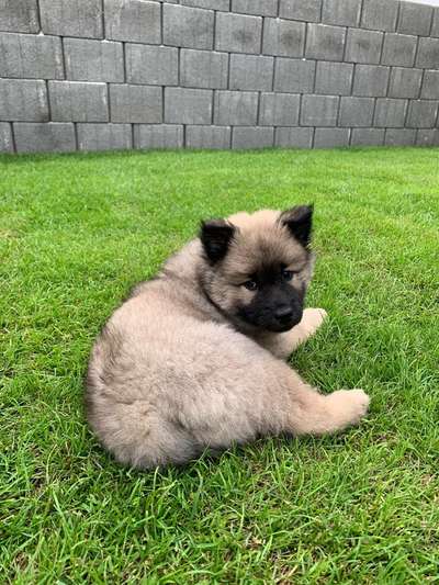 Eurasier hier?-Beitrag-Bild