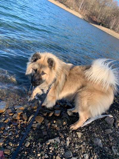 Seltene Rassen!-Beitrag-Bild