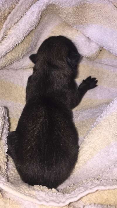 Eurasier hier?-Beitrag-Bild