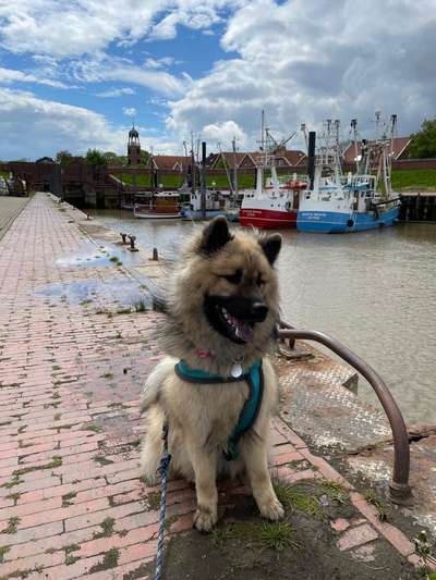 Die Dogorama Wochen Challenge: “Dein Hund im Urlaub”-Beitrag-Bild