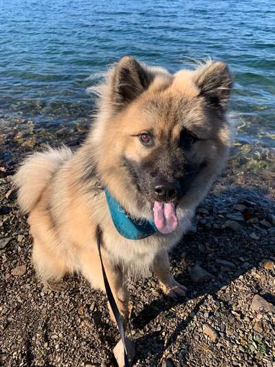 Eurasier-Beitrag-Bild