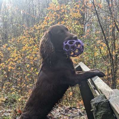 Hundetreffen-Treffen mit freundlichen und gut erzogenen Hunden-Bild