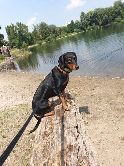 Dogorama-Monats-Challenge-Mai "Wasser"-Beitrag-Bild