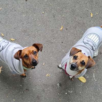 Hundetreffen-Spielkameraden gesucht 🥰😋-Bild