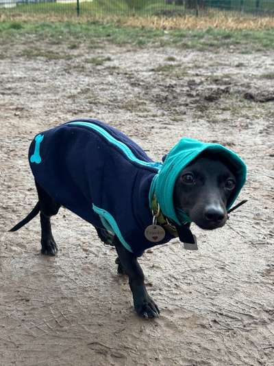 Blutige Ohrenränder-Beitrag-Bild