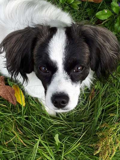 Dogorama Photo Challenge - Hundeblick zum hinschmelzen-Beitrag-Bild