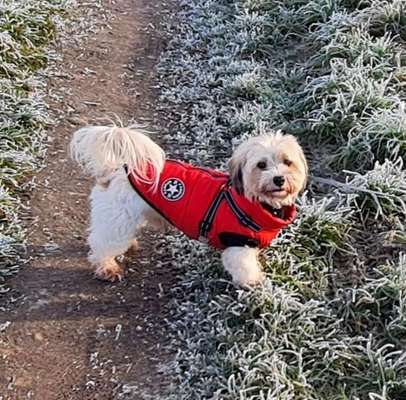 Havaneser dabei?:)-Beitrag-Bild