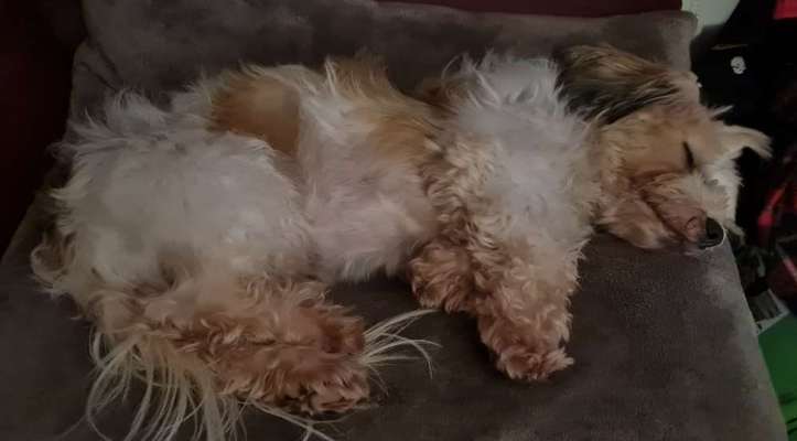 Mischlingshunde Foto Aufruf-Beitrag-Bild