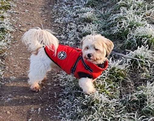 Mischlingshunde Foto Aufruf-Beitrag-Bild