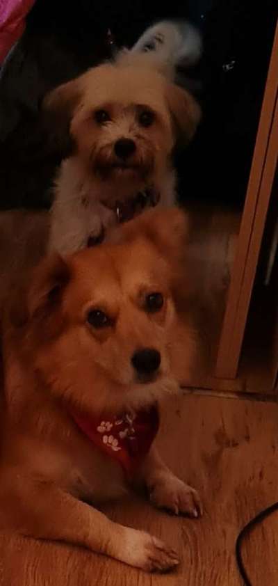 Mischlingshunde Foto Aufruf-Beitrag-Bild