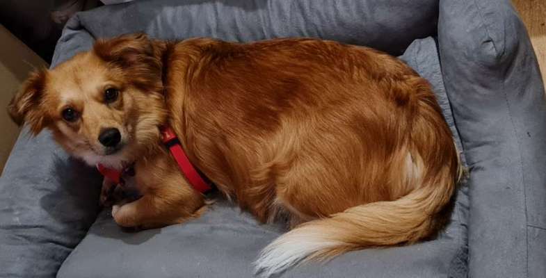 Mischlingshunde Foto Aufruf-Beitrag-Bild