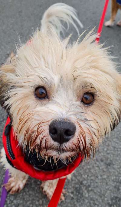 Havaneser dabei?:)-Beitrag-Bild