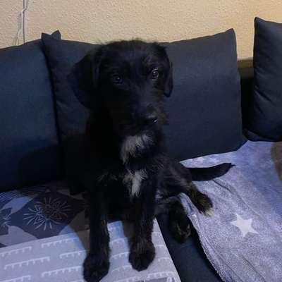 Hundetreffen-Gassi Runde-Bild