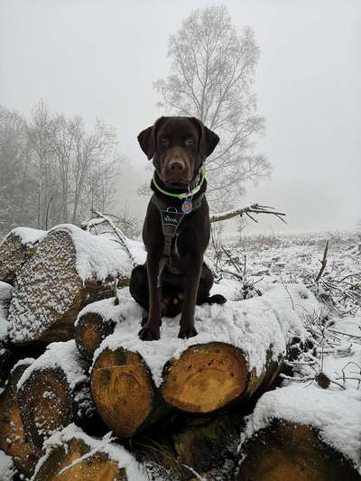 Fotochallenge 61 ~ Schnee-Beitrag-Bild