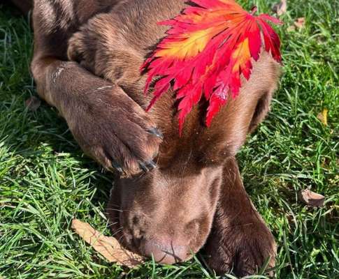 Dogorama Photo Challenge- genervter Blick-Beitrag-Bild