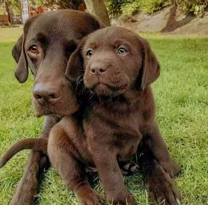 12. Farben Foto Challenge --- Braun-Beitrag-Bild