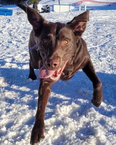 Dogorama Photo Challenge - Hunde in Action-Beitrag-Bild