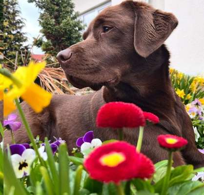 Dogorama Photo Challenge - Frühlingserwachen-Beitrag-Bild