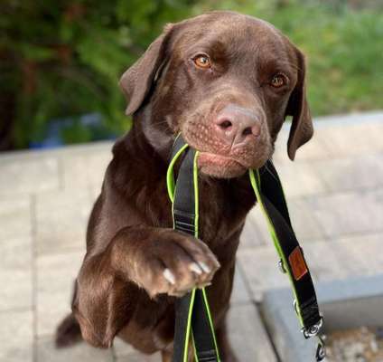 Dogorama Photo Challenge - an der Leine-Beitrag-Bild