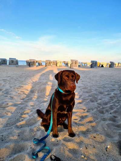 Handy Fotochallenge Nr. 52: Dein Hund mit blauem Himmel-Beitrag-Bild