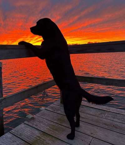 Sonnenaufgang mit Hund-Beitrag-Bild