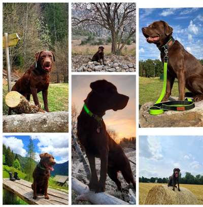 31. Collagen Challenge - Bänke/ Steine /Baumstümpfe-Beitrag-Bild