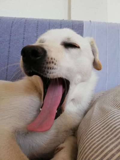 Trockenfutter ist nicht Artgerecht-Beitrag-Bild