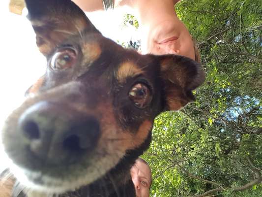 Die lustigsten Selfies mit Deinem Hund !-Beitrag-Bild