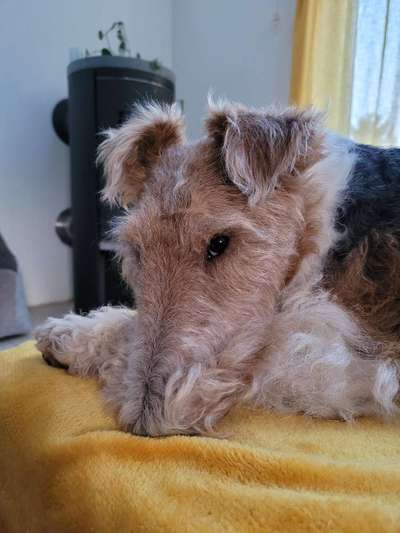 Foxterrier Gang-Beitrag-Bild