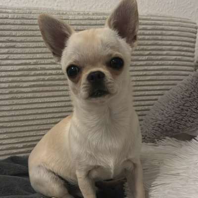 Hundetreffen-Spaziergänge-Bild