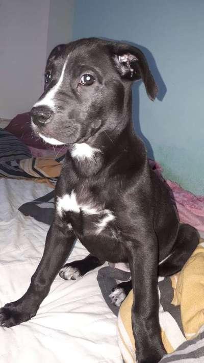 Wo sind die Chihuahua Besitzer ?-Beitrag-Bild