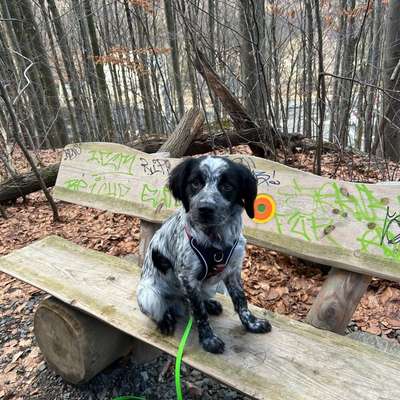 Hundetreffen-Gemeinsames Spielen und Spazierengehen im Leipziger Norden-Bild