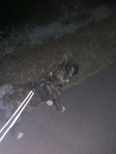 Wie heißt dein Hund?-Beitrag-Bild