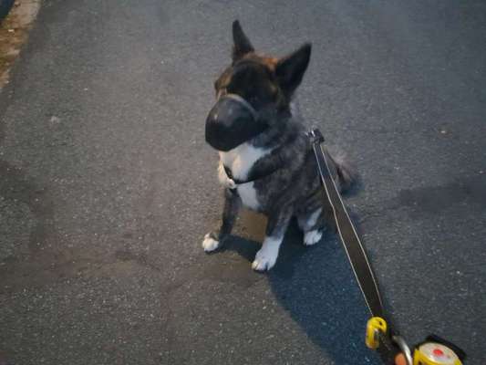 Maulkorb rauf - Vorurteile runter-Beitrag-Bild