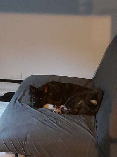 Reinrassige Hunde?-Beitrag-Bild