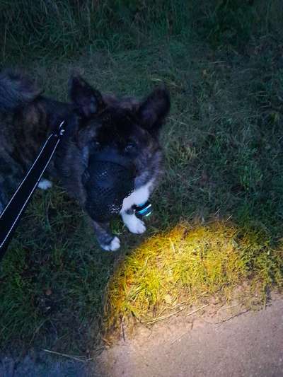 Wie heißt dein Hund?-Beitrag-Bild