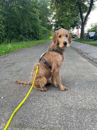 Hundetreffen-Gemeinsamer Spaziergang und Spielen-Bild