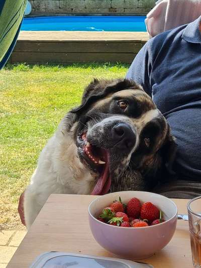 Germanischer Bärenhund-Beitrag-Bild