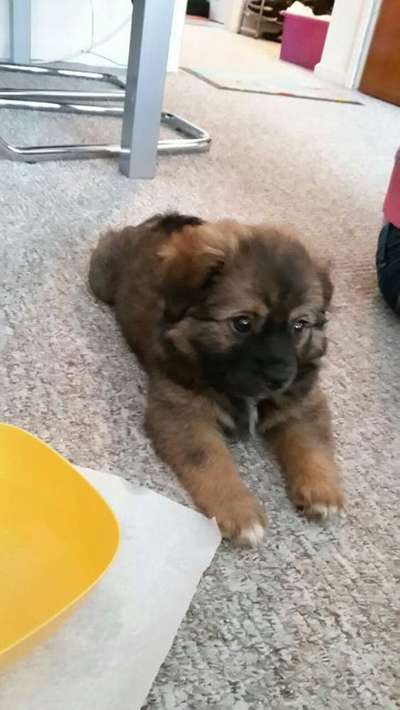 Welpen Bilder !-Beitrag-Bild