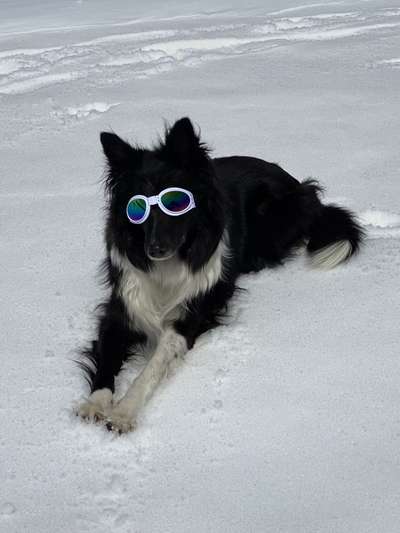 Sonnenbrille für den Hund-Beitrag-Bild