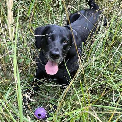 Hundetreffen-Gassirunde in Hennigsdorf (Wald und Wiese)-Bild