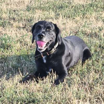 Hundetreffen-Gassirunde in Hennigsdorf (Wald und Wiese)-Bild