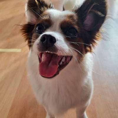 Dogorama Photo Challenge - Einmal lächeln bitte-Beitrag-Bild