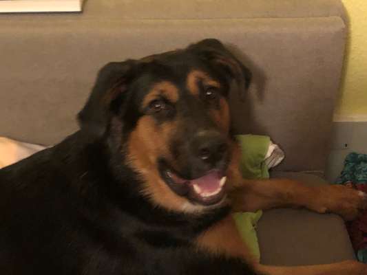 Schäferhund-Beitrag-Bild